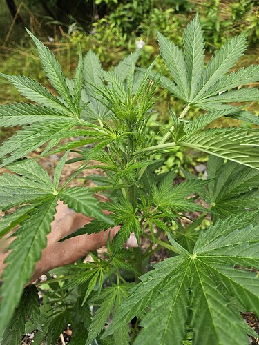Growreport Bild 2