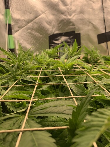 Growreport Bild 24