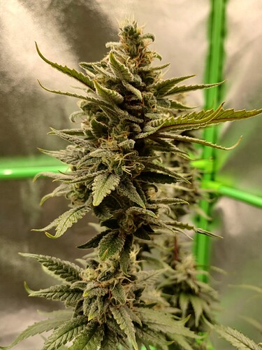 Growreport Bild 9