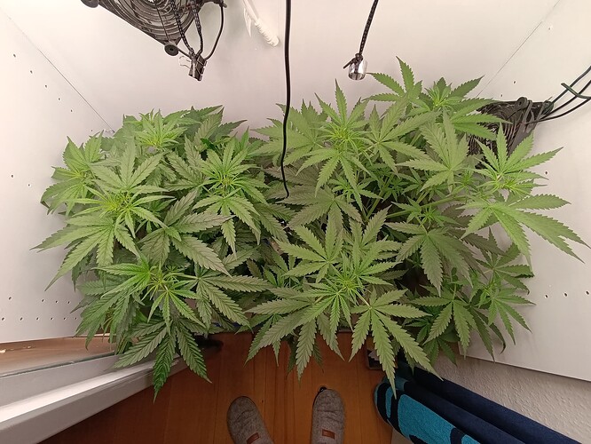 Growreport Bild 21