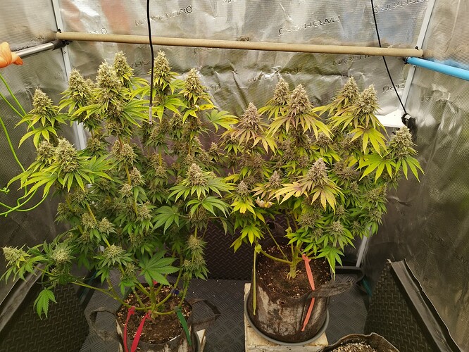 Growreport Bild 1