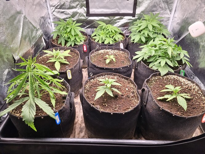 Mehrere Cannabis-Pflanzen in verschiedenen Wachstumsstadien in einem Growzelt, einige sind noch klein, andere zeigen bereits deutliches Blattwachstum.