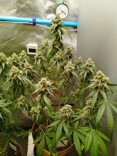 Mehrere blühende Cannabispflanzen in einem Zelt, mit sichtbaren Trichomen und Buds.