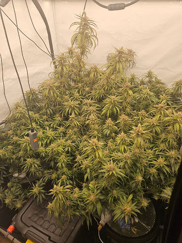 Growreport Bild 1