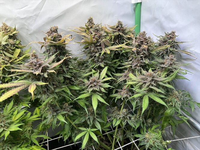 Growreport Bild 10