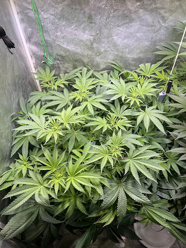 Growreport Bild 2