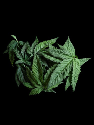Growreport Bild 4