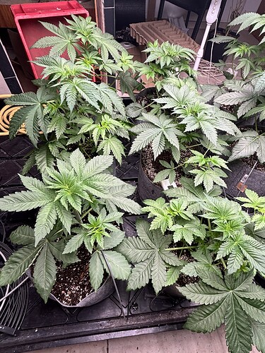 Growreport Bild 3