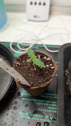 PXL_20250318_181002427.MP