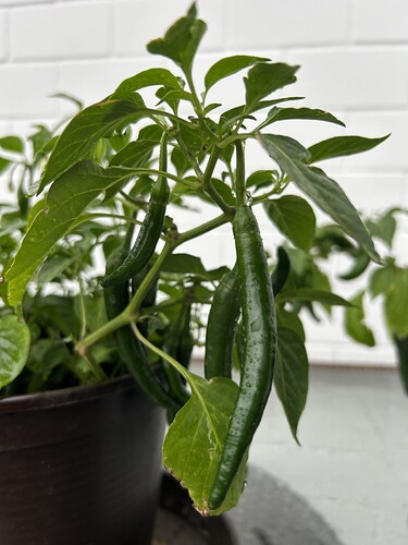 Growreport Bild 43