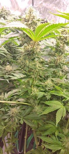 Growreport Bild 42