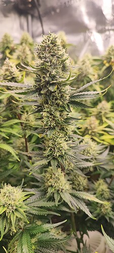 Growreport Bild 11