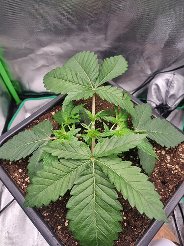 Growreport Bild 8