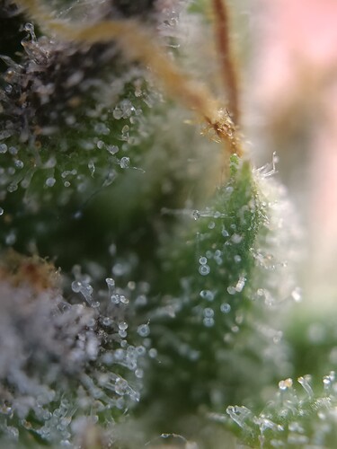 Growreport Bild 20
