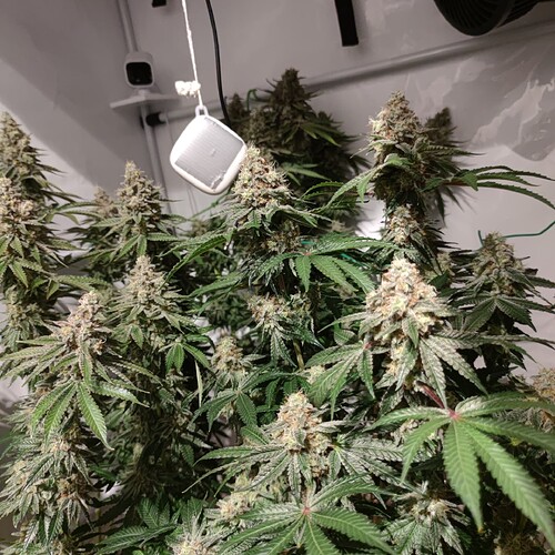 Growreport Bild 13