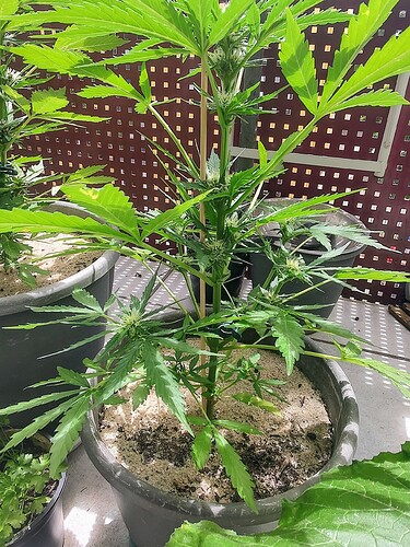 Growreport Bild 1