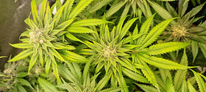 Growreport Bild 14