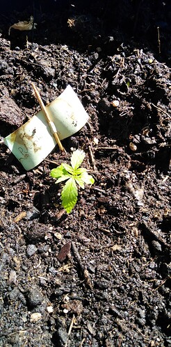 1744706938235118495484595788585