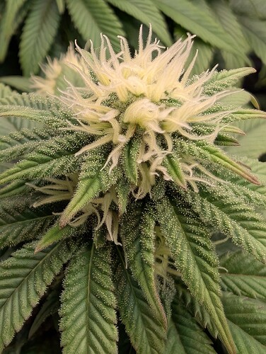 Growreport Bild 5