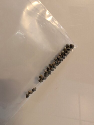 PXL_20240708_194242625.MP