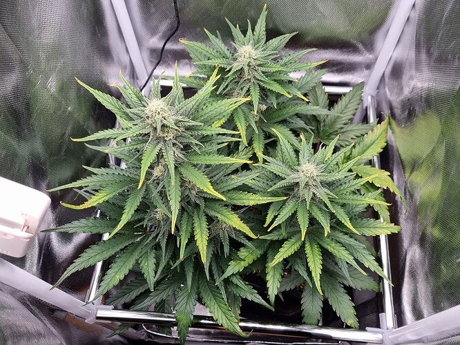 Growreport Bild 1