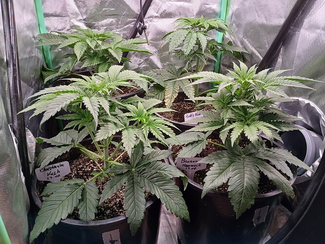 Growreport Bild 1