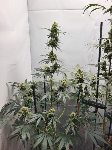 Growreport Bild 2