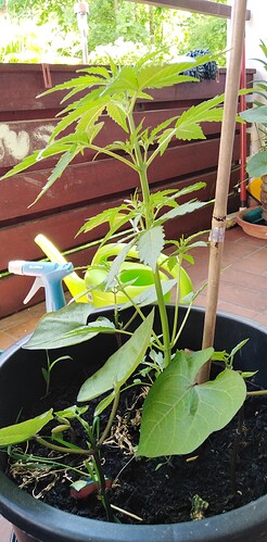 Growreport Bild 1