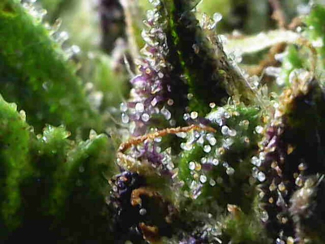 Growreport Bild 31