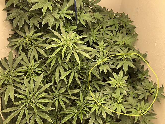 Growreport Bild 27