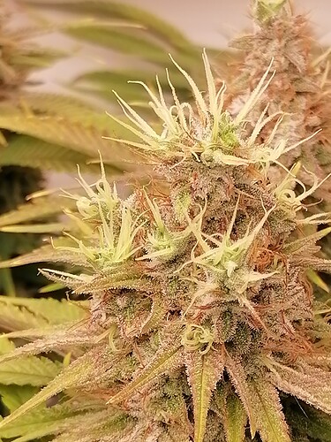 Growreport Bild 13
