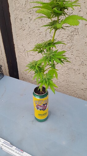 Growreport Bild 32