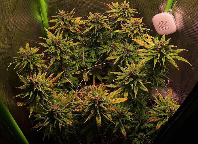 Growreport Bild 1