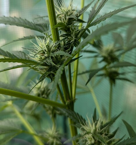 White Widow W11 27.07.24 (3)