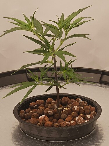 Growreport Bild 29