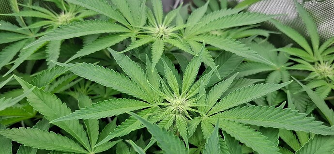Growreport Bild 8