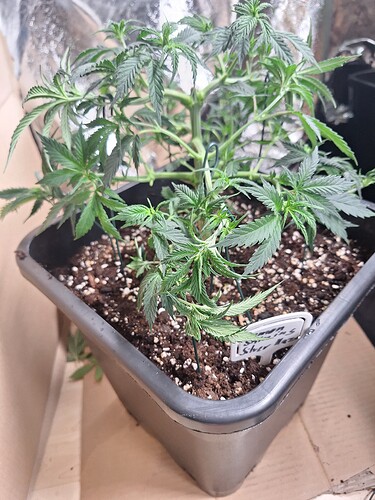 Growreport Bild 15