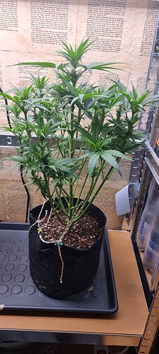 Growreport Bild 4