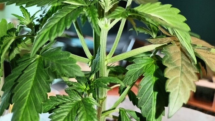 Growreport Bild 5
