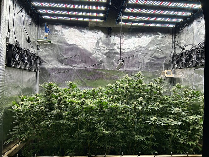Eine Growbox mit mehreren blühenden Cannabispflanzen unter LED-Beleuchtung. Mehrere Ventilatoren sind an den Wänden montiert.