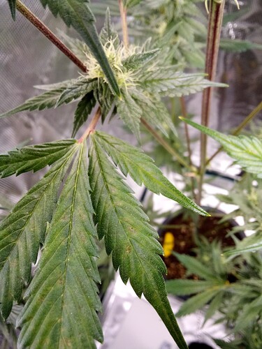 Growreport Bild 32
