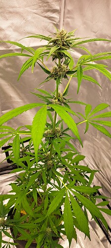 Growreport Bild 33