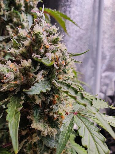Growreport Bild 12