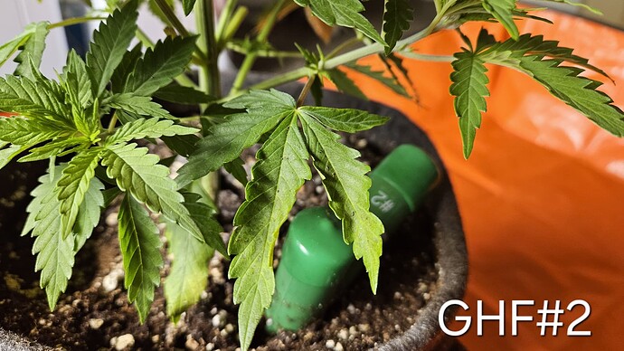 Growreport Bild 1