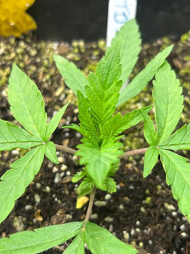 Growreport Bild 12