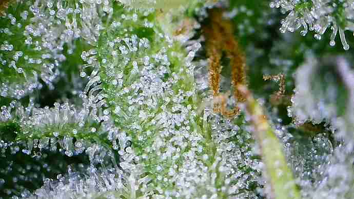 Growreport Bild 8