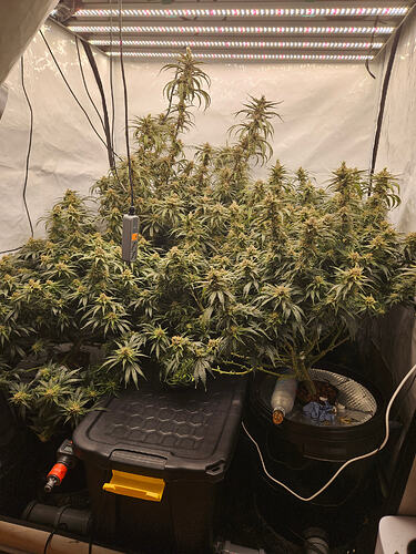 Growreport Bild 2