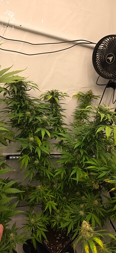 Growreport Bild 42