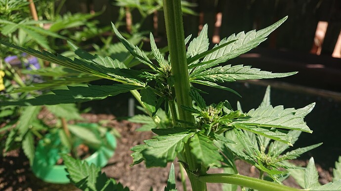 Growreport Bild 4