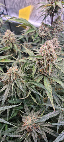 Growreport Bild 10